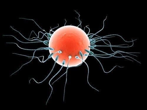 Male-egg-and-female-sperms.jpg