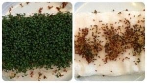 Danish schoolgirls performed an experiment, exposing some watercress seeds to WiFi radiation and leaving another batch unexposed. Here you can see the difference. (Photo courtesy of Kim Horsevad, teacher at Hjallerup Skole in Denmark.)