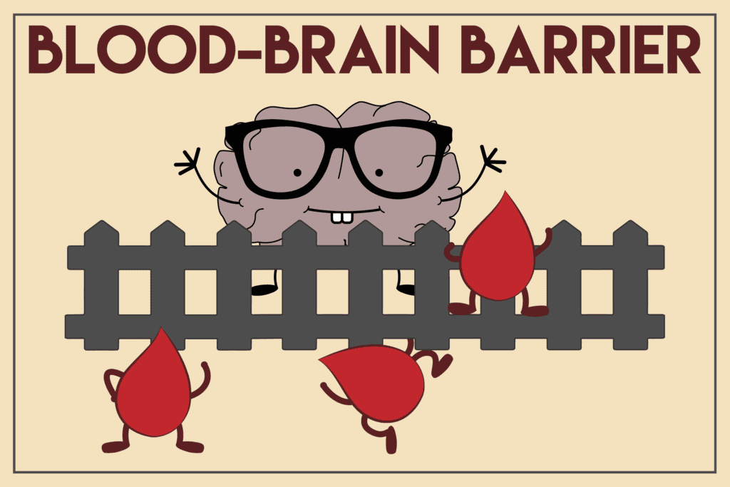 Blood Brain Barrier