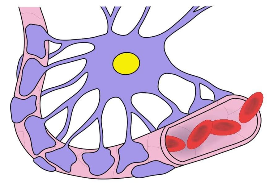 health risks of cell phones and the blood brain barrier