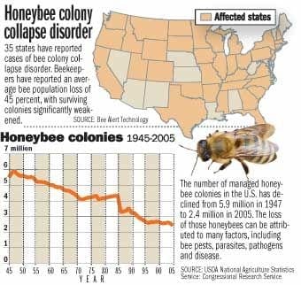 Colony Collapse disorder