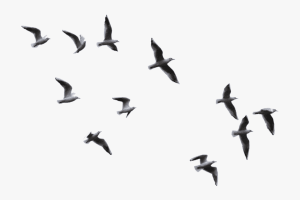 birds emf animals