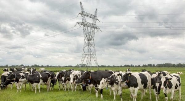 cell phone towers cows
