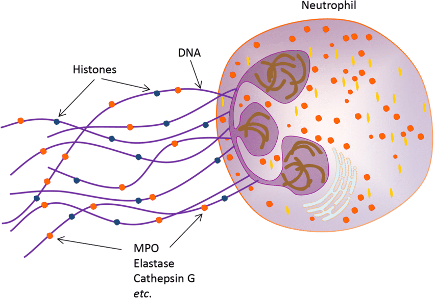 EMF Autoimmune Disease