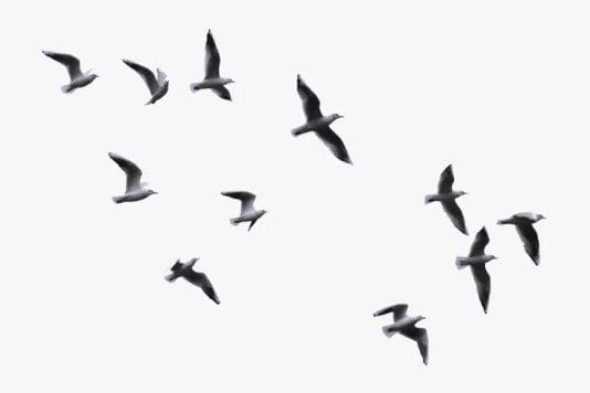 emf birds migration