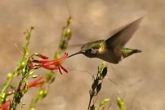 emf birds